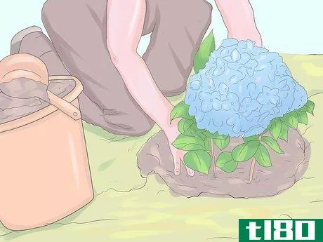 Image titled Grow Hydrangeas Step 7