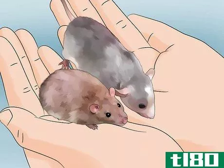 Image titled Introduce Pet Rats Step 6