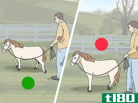 Image titled Keep a Miniature Horse Fit Step 5