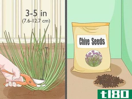 Image titled Grow Chives Step 5