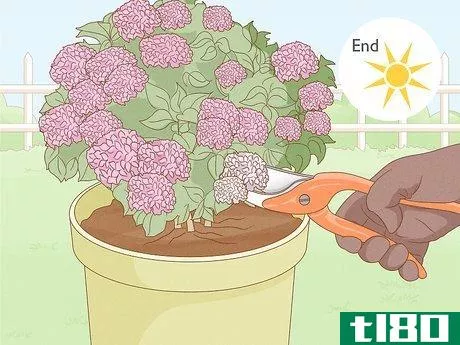 Image titled Grow Hydrangeas in a Pot Step 13