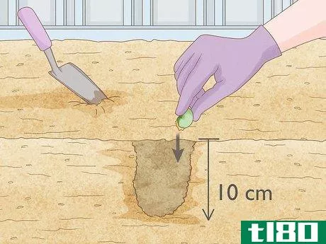 Image titled Grow Cashews Step 2