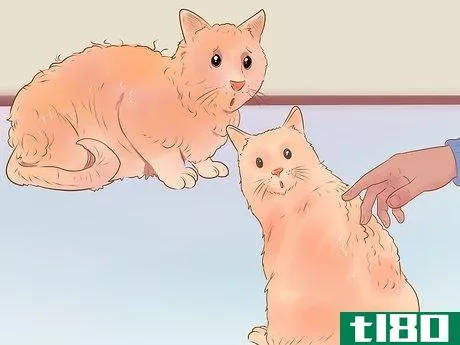 Image titled Know if Your Cat Is Sick Step 7