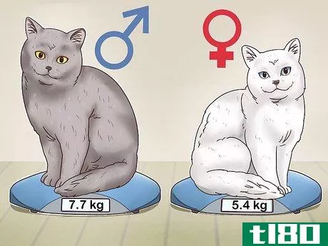Image titled Identify a British Shorthair Cat Step 6