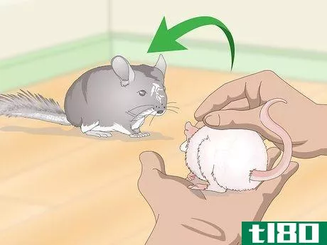 Image titled Keep Pet Rats Safe Around Other Pets Step 2