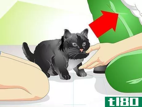 Image titled Help a New Kitten Become Familiar with Your Home Step 13