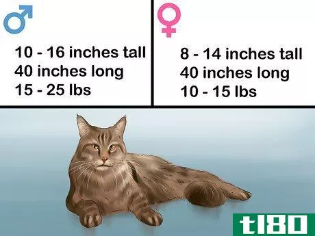 Image titled Identify a Maine Coon Step 2