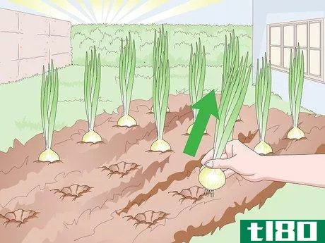 Image titled Grow Sweet Onions Step 11