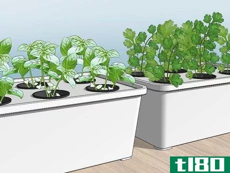 如何种植水培蔬菜(grow hydroponic vegetables)