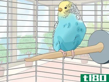 Image titled Hand Train a Parakeet Step 10