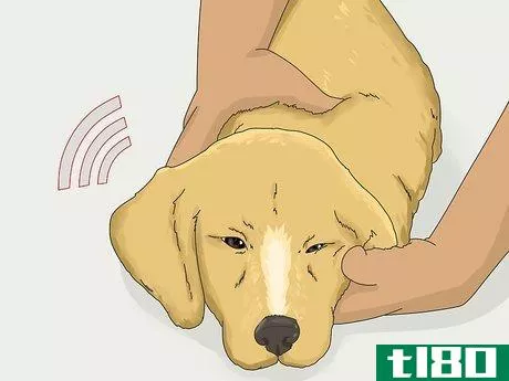 Image titled Get a Puppy to Stop Growling when You Pick Them Up Step 12