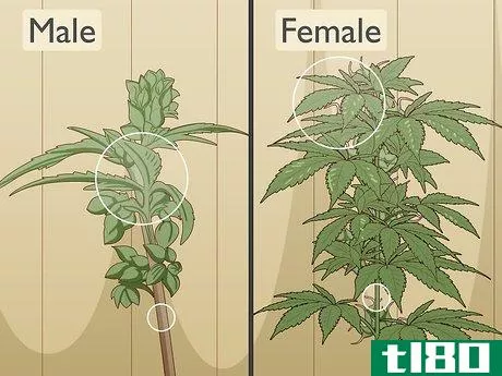 Image titled Identify Female and Male Marijuana Plants Step 7