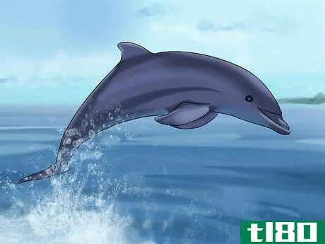 Image titled Identify a New Zealand Dolphin Step 16