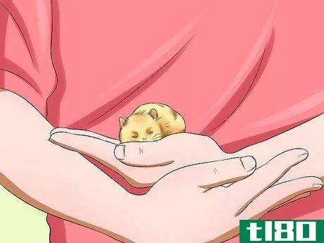 Image titled Get a Hamster out of Hibernation Step 5