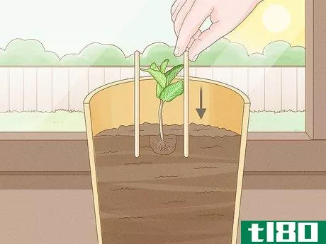 Image titled Grow Mint in a Pot Step 19