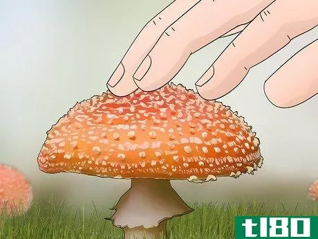 Image titled Identify Poisonous Mushrooms Step 3