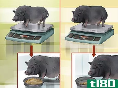 Image titled Have a Potbellied Pig for a Pet Step 16