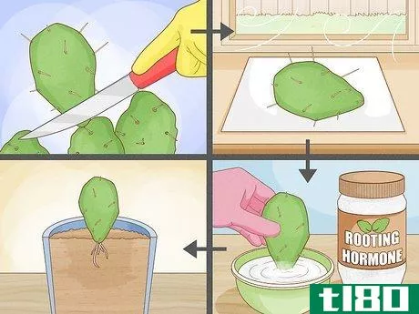 Image titled Grow Cactus in Containers Step 2
