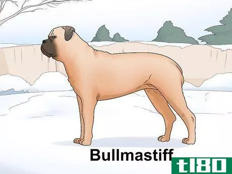 Image titled Identify a Mastiff Step 16