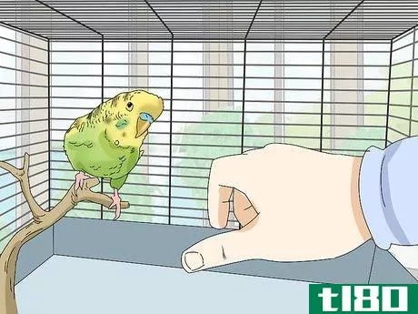 Image titled Hand Train a Parakeet Step 8