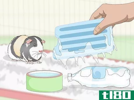 Image titled Keep Your Guinea Pig Cool in Hot Weather Step 9