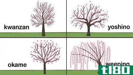 Image titled Grow a Cherry Blossom Tree Step 1