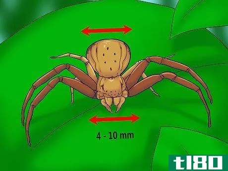 Image titled Identify a Crab Spider Step 4
