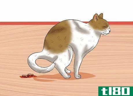 Image titled Give a Cat an Enema at Home Step 11