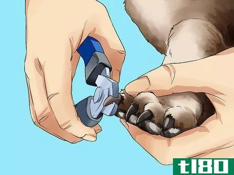 Image titled Groom Pugs Step 5