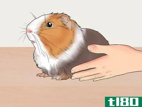 Image titled Get Your Guinea Pig to Lose Weight Step 2