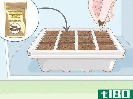Image titled Grow Tobacco Inside Step 5