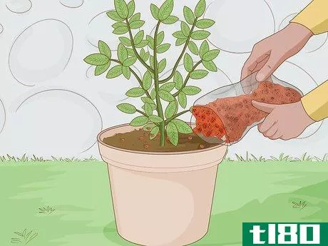 Image titled Get Rid of Plant Mites Step 5