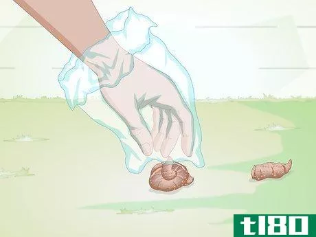 Image titled Get a Fecal Sample from Your Dog Step 2