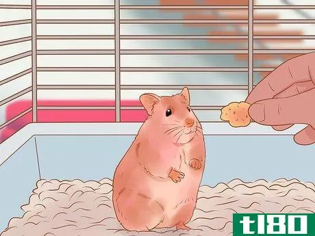 Image titled Introduce a New Hamster to Your Home Step 17