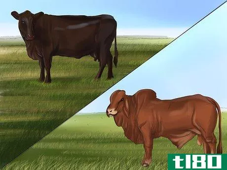 Image titled Identify Brangus Cattle Step 1