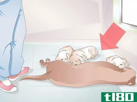 Image titled Get a Litter of Puppies to Sleep Step 1