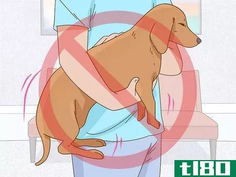Image titled Hold a Dachshund Properly Step 9
