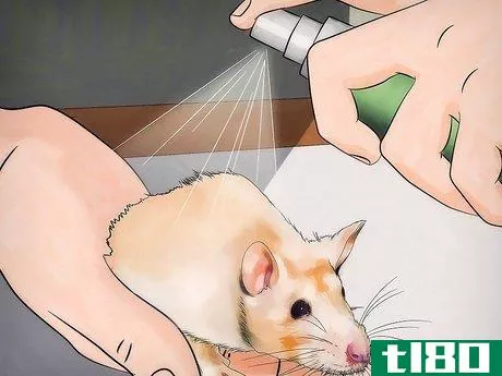 Image titled Get Rid of Fleas on Rats Step 7