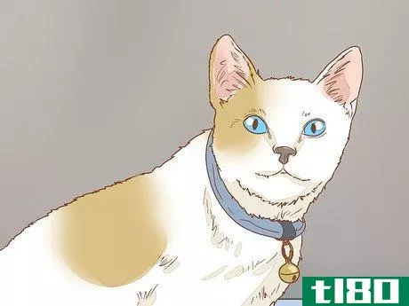 Image titled Help a Deaf Cat Step 4