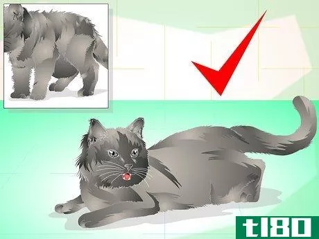 Image titled Get Your Cat Spayed Step 2