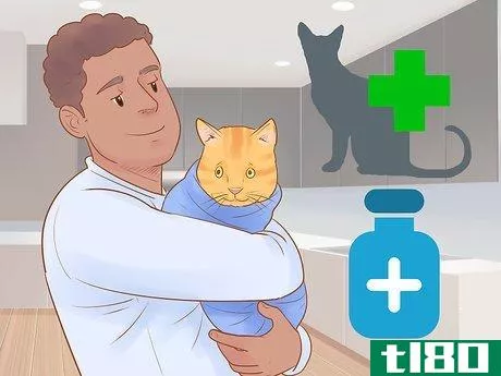 Image titled Identify and Treat Liver Shunts in Cats Step 10