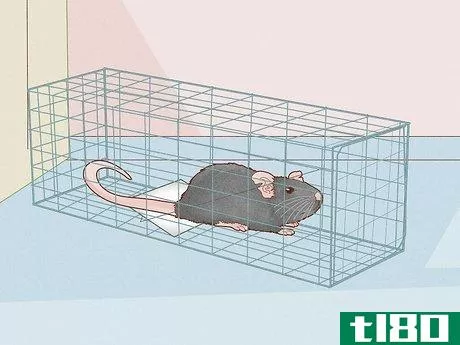 如何除掉老鼠(get rid of mice and rats)