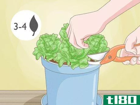 Image titled Grow Lettuce Indoors Step 13