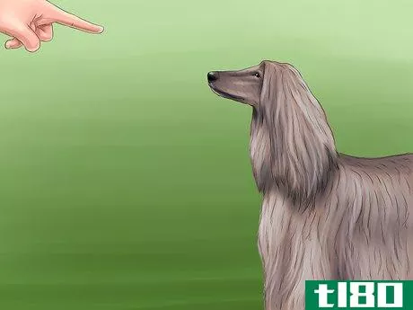 Image titled Identify an Afghan Hound Step 8