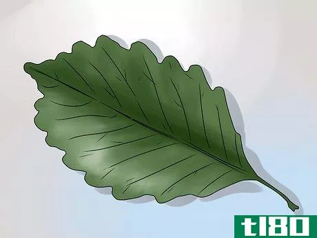 Image titled Identify Oak Leaves Step 12