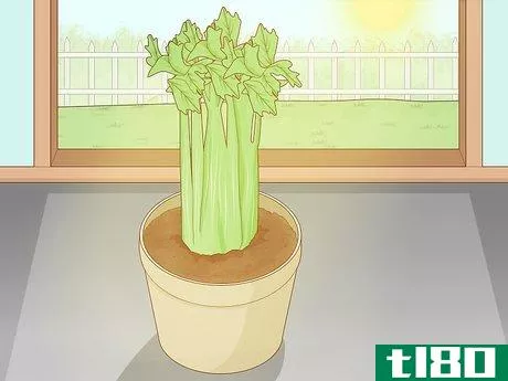 Image titled Grow Celery from a Stalk Step 9