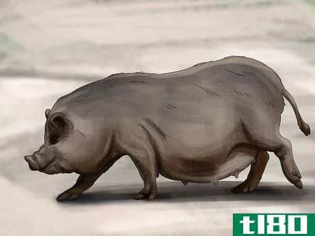 Image titled Have a Potbellied Pig for a Pet Step 19