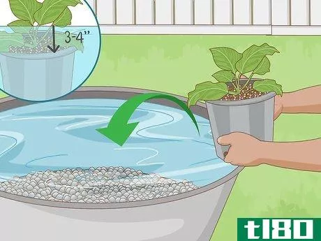 Image titled Grow an Edible Pond Step 8