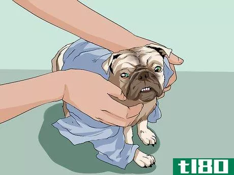 Image titled Groom Pugs Step 17