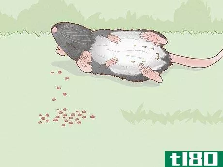 Image titled Get Rid of Mice and Rats Step 4